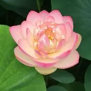 Rockの画像