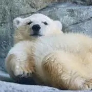 シロクマの画像