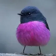 **AooIの画像