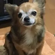 のらいぬ