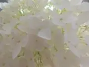 keiko.即発送実地中です。の画像