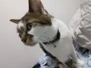 ねこねこの画像