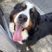 ふらんの画像