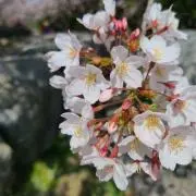 あきの画像