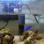 コバルトブルー