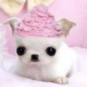 dontbebluuの画像