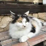 かざむ　プロフご一読くださいの画像