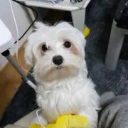 ひまわり