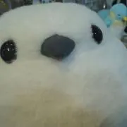 ごすの画像