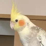たくあん