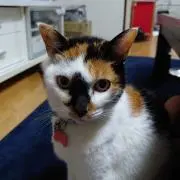 だいふく