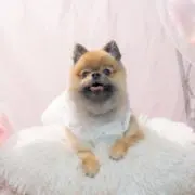 るるさんの画像