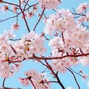 ♡の画像