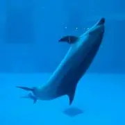ワンワン