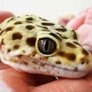 GTKMの画像