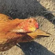 chickenの画像