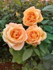 Image of MIRA