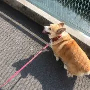 ちの