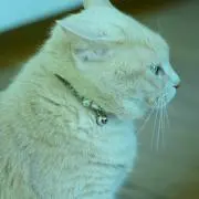petiteの画像