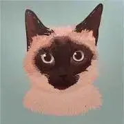 ネコノフスキー☺︎の画像