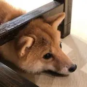 モモの画像