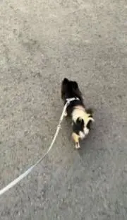 ごん助