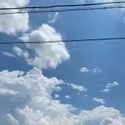 鳥の画像