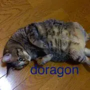 Dragonの画像