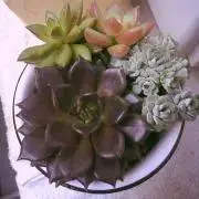 flower♡即購入OK！の画像