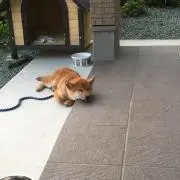 あんもちの画像