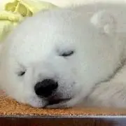 cocoaの画像