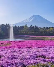 3日〜6日発送お休みです　loveliの画像