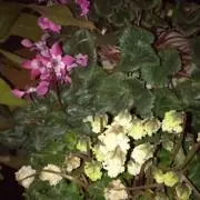 えむえむの画像