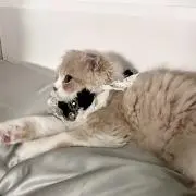 chaの画像