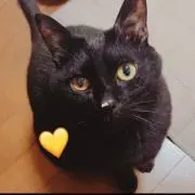 笑風の画像