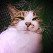 みゃーこ