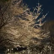 SUSUの画像