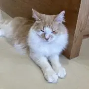 ゆのの画像