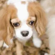 たにの画像