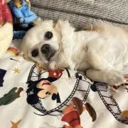 こたろうの画像