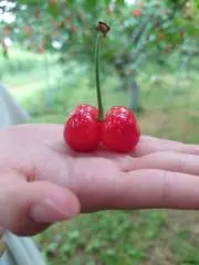 うさこの画像