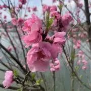 りえの画像