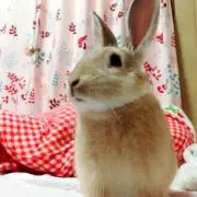 らびっと＊コメント必須