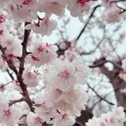 SAWAの画像