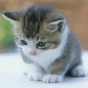 nekonii
