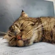 もりねこの画像