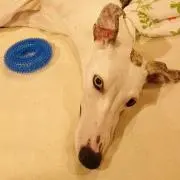 たろはな