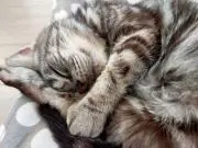 ノンの画像
