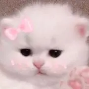 こっちゃんの画像