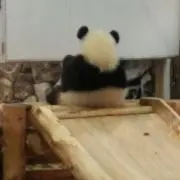 のりちゃいの画像
